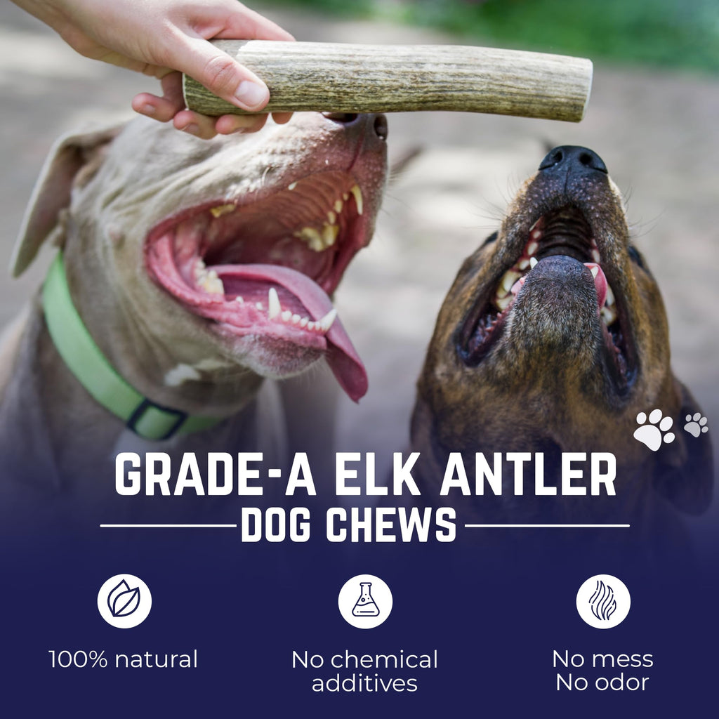Whole Elk Antlers for Dogs Jumbo W30810