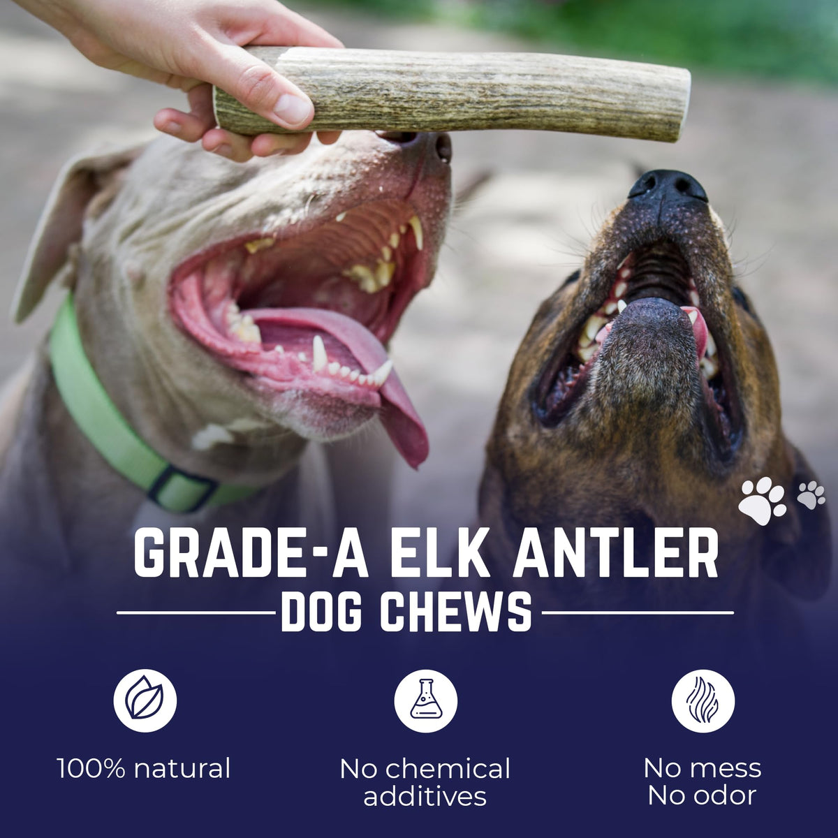 Whole Elk Antlers for Dogs Jumbo W30810