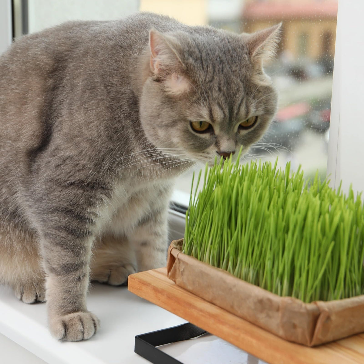 18oz Cat Grass Seeds H632