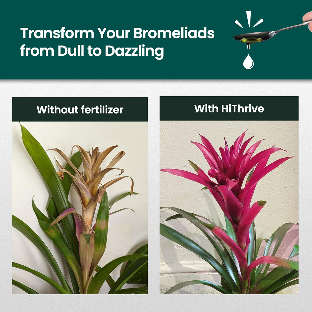 16oz Bromeliad Fertilizer J8120