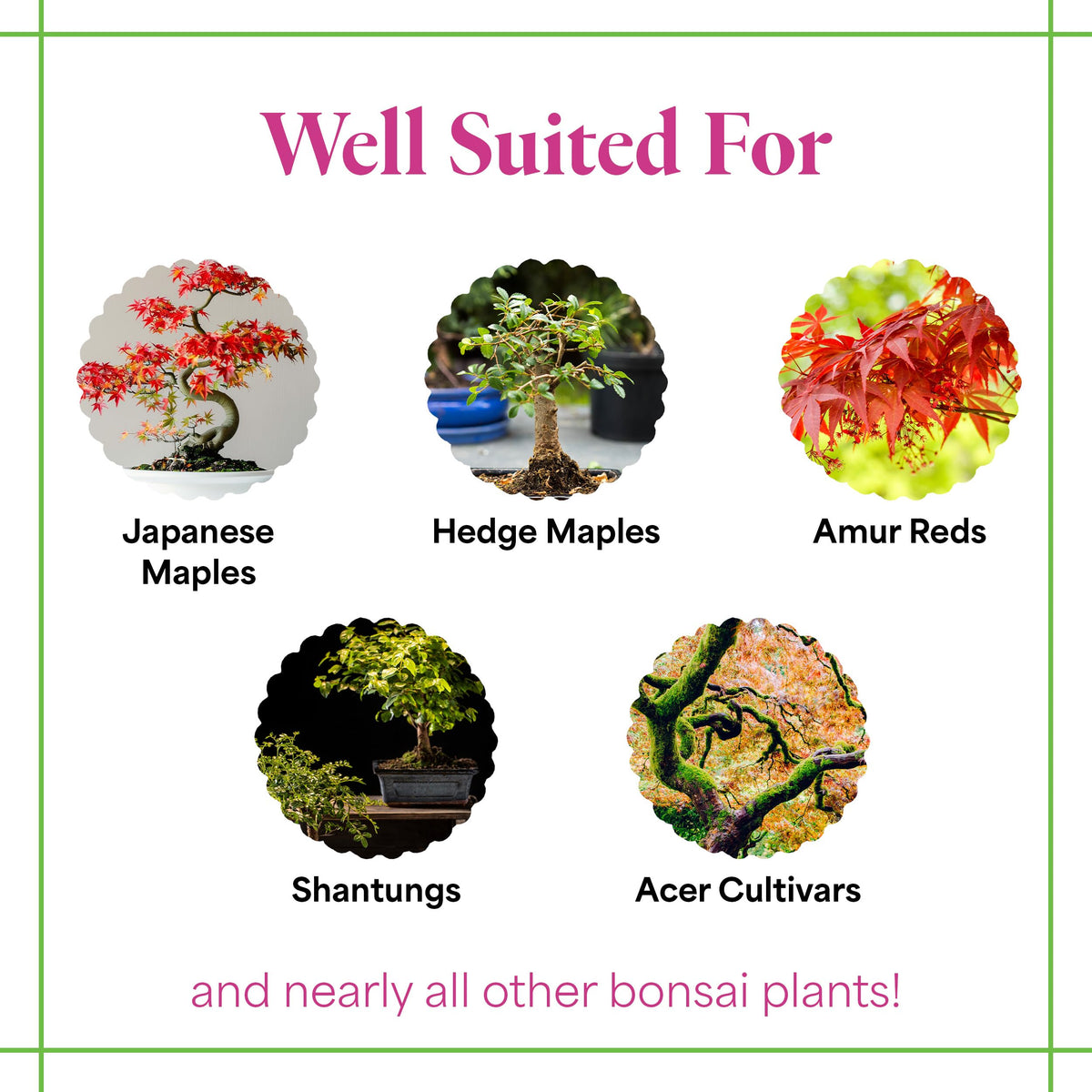 Organic Liquid Bonsai Fertilizer 8 oz Concentrate R753